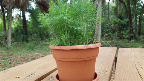 Dill Grows Well In The Garden Or In A Container On The Patio