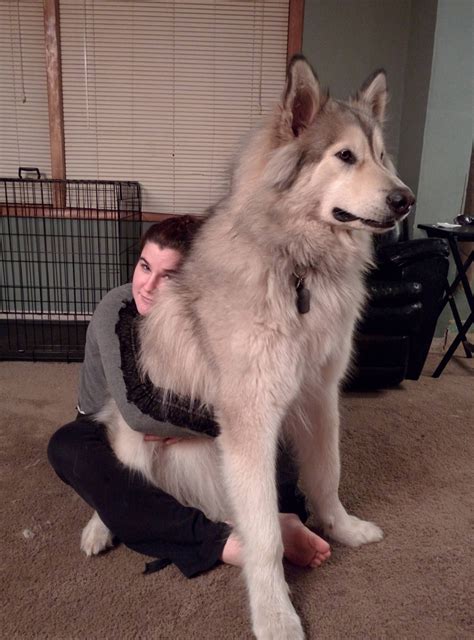 My Moms Big Baby Wolf Hybrid Dogs Giant Dogs Wolf Dog