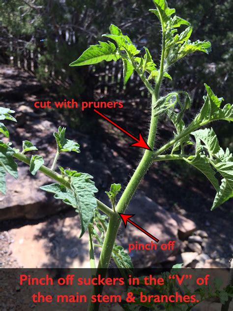 How To Prune Tomato Plants Pic With Steps Fruit N Veggie
