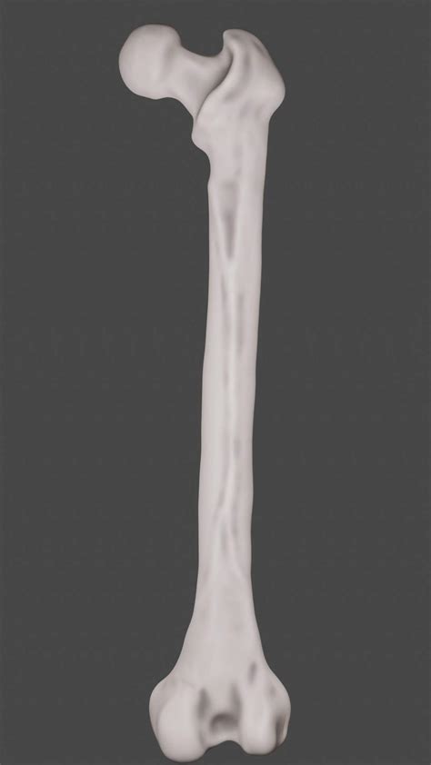 Femur Bone Closed And Sliced 3d Model By Otaviooliveira