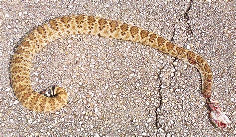 A Western Diamond Backed Rattlesnake From Cedar Creek Texas Bugs In