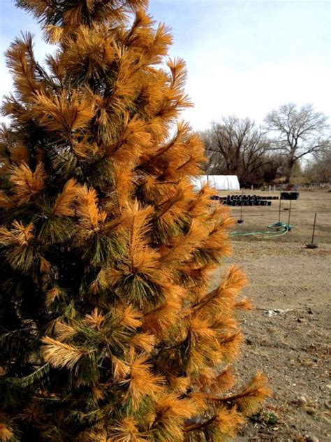 Are Your Evergreens Looking Yellow Or Brown This Might Be Why Fort