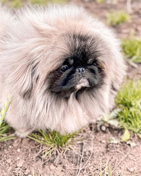17 Historical Facts About Pekingese You Might Not Know Pettime