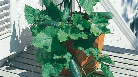 35spacemaster Bush Cucumber Seeds Patio Container Hanging Basket