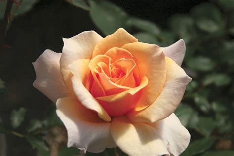 10 Best Fragrant Roses For Your Garden
