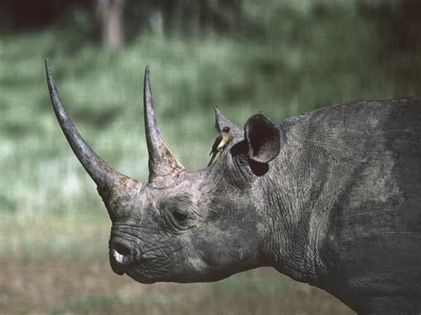 Myths About Rhino Horn That Need To Go Away