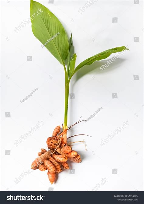 Turmeric Root Turmeric Turmeric Tree Isolated Stock Photo 2057994965