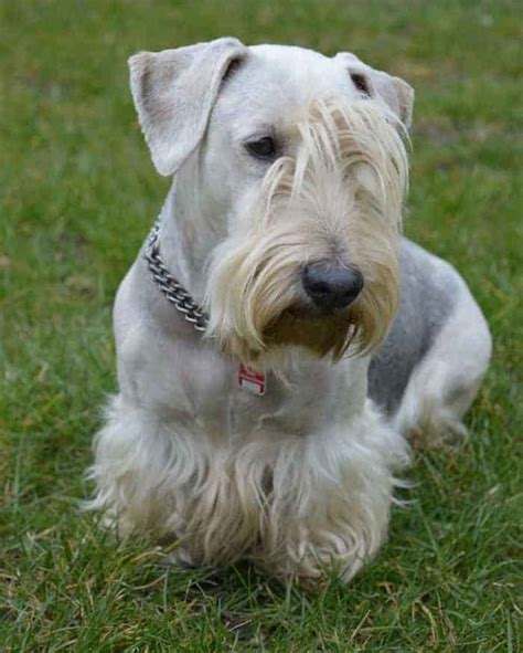 Cesky Terrier Temperament Reserved Trainable All Terrier Half The Work