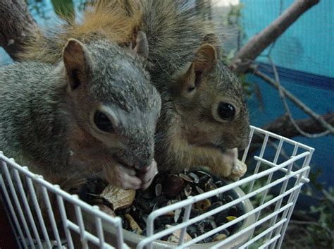 More images for how to tell the age of a flying squirrel » Squirrel Rescue - Squirrel Pictures and Squirrel Movies ...