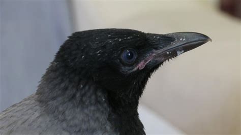 Yuvasından düşen karga yavrusuna evlerinde özenle bakıyorlar - Son