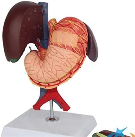 Buy Removable Liver Anatomy Model 6 Pcs Human Stomach Liver