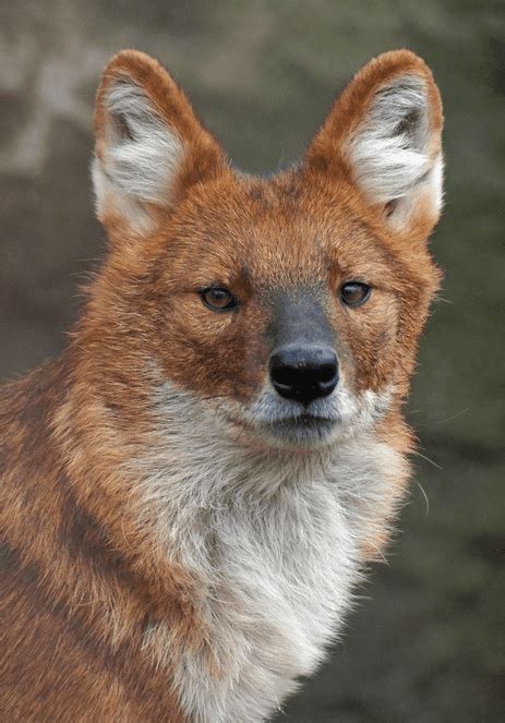 Animal Files The Dhole