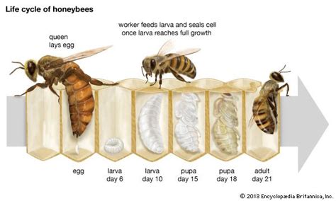 Honeybee Honey Bee Life Cycle Life Cycles Bee Life Cycle