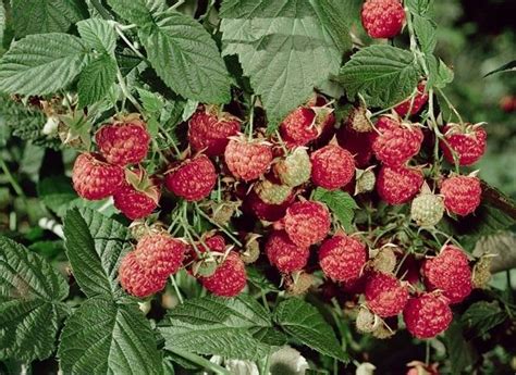 Raspberry pi komplet zum kleinen preis hier bestellen. Rubus Heritage Raspberry | Flowering shrubs, Raspberry ...