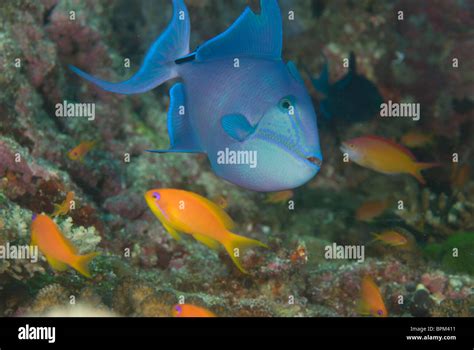 Blue Triggerfish Pseudobalistes Fuscus In Ari Atoll Maldives Indian