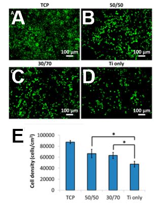 Fluorescent Micrographs Of Chinese Hamster Ovarian Cho Cells Grown