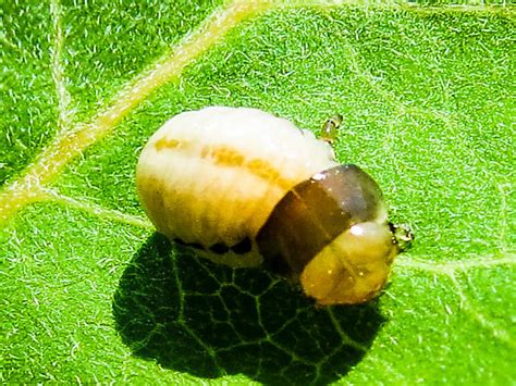 Swamp Milkweed Beetle Larvae Labidomera Clivicollis Bugguidenet