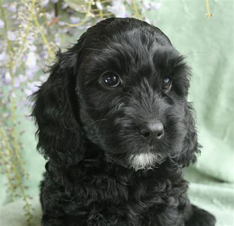 Submit the monarch labradoodles application on our site. wavy black female labradoodle puppy available oregon coast ...