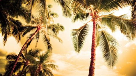 10 Best Palm Trees Wallpaper Hd Full Hd 1920×1080 For Pc Background 2021
