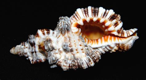 Gallery Of Shells Collection 9