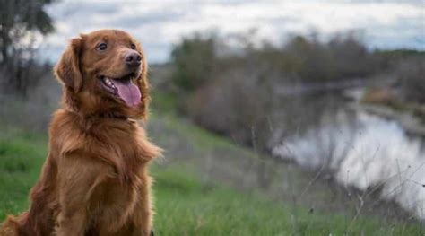 Golden Retriever Irish Setter Mix Information Facts Traits And More
