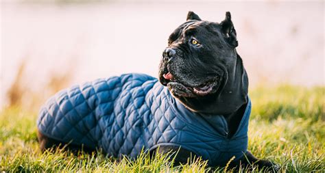 Cane Corso Dog Breed: Facts, Temperament and Care Info