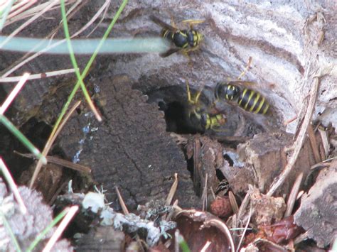 Bugs News Underground Nesting Yellowjacket Wasps