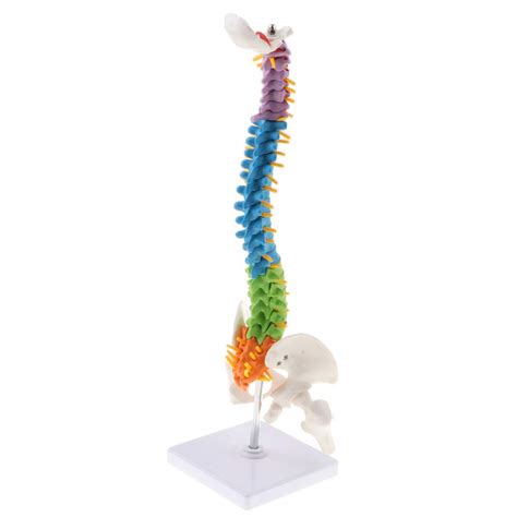 Buy 45cm Anatomical Flexible Spine Model With Pelvis Femur Color