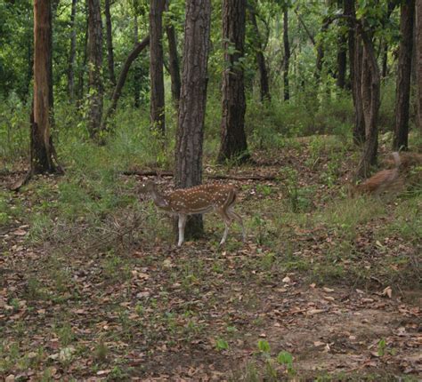 Kanha National Park Madhya Pradesh India Kanha Tiger Reserve