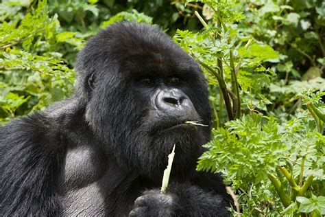 10 Facts About Silverback Mountain Gorillas Vibrant Holiday Safaris