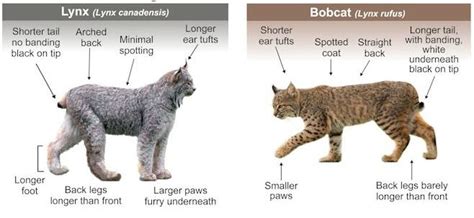 Ontarios Lynx And Bobcat Mystery Boreal Community Media
