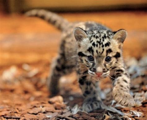 Adorable Tiny Clouded Leopard Cub Baby Animals Pictures Cute Animal