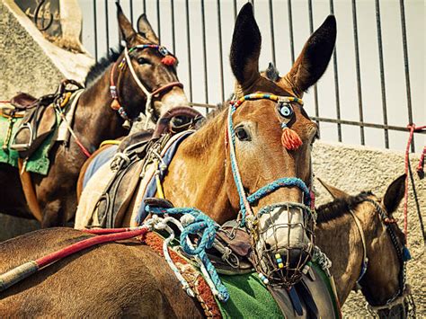 Donkey Saddle Stock Photos Pictures And Royalty Free Images Istock