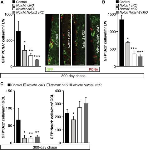 Notch2 Signaling Maintains Nsc Quiescence In The Murine Ventricular
