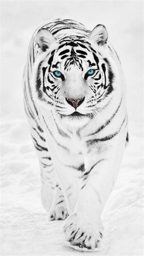 White Wild Tiger Animal Retina Iphone 6 Plus Wallpaper Nature