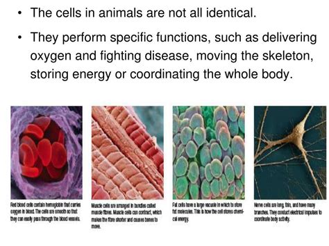 Ppt Specialized Cells Powerpoint Presentation Free Download Id2811256