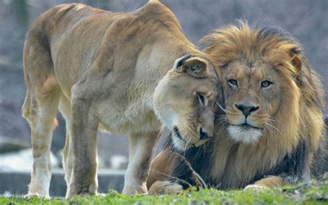 Animals Love Lion And Lioness Wallpaper Animals Wallpaper Better