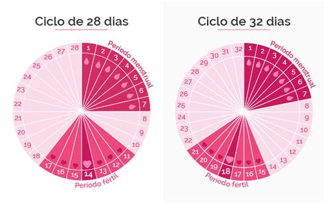 período fértil saiba como calcular e conheça os sinais