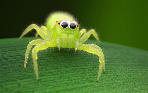 Green Jumping Spider Indigo Renderer