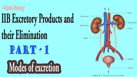 Modes Of Excretion Excretory Products And Their Elimination Part 1