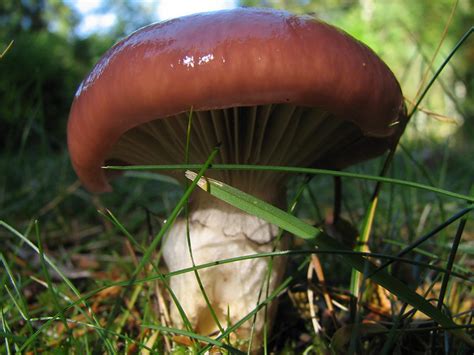 The closest location to the sweet home is to the south west in the small grove of trees. Backyard Mushrooms | Edible or poisonous? | By: Lana_aka ...