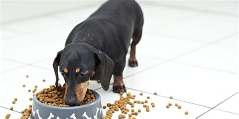 The Best Dog Food For Dachshunds To Buy In 2022