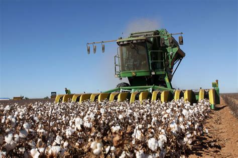 Cotton Harvest Underway In Texas Texas Farm Bureau