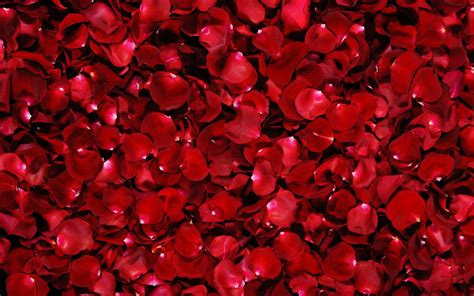 Flower Red Rose Petals Wallpaper 2560x1600 22923