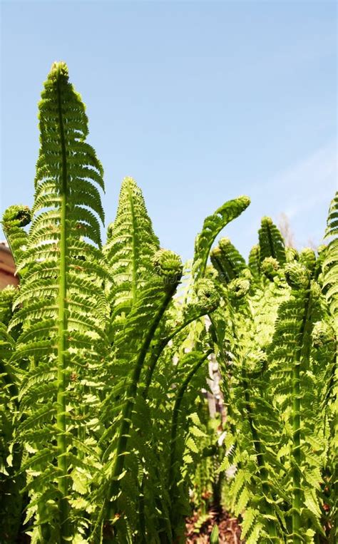 63154 Fern Garden Stock Photos Free And Royalty Free Stock Photos From