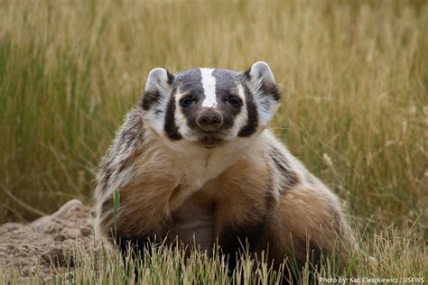 Interesting Facts About American Badgers Just Fun Facts