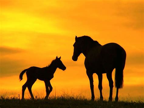 Baby Horses Wallpapers Wallpaper Cave