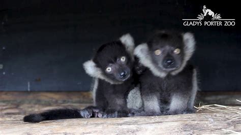 Twin Lemurs Born Youtube