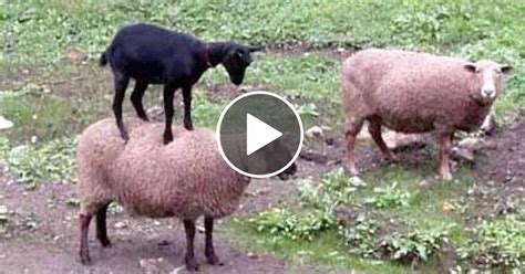 Sheep And Goats Can Be Super Funny See For Yourself Funny Animal