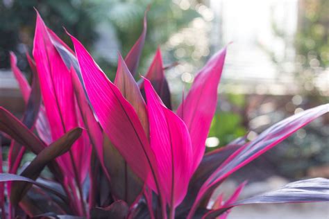 Dracena Vermelha é Venenosa